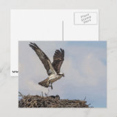 Osprey in een nest briefkaart (Voorkant / Achterkant)
