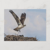 Osprey in een nest briefkaart (Voorkant)