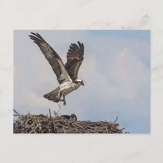 Osprey in een nest briefkaart (Voorkant)