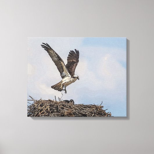 Osprey in een nest canvas afdruk (Voorkant)