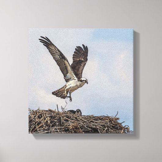 Osprey in een nest canvas afdruk (Voorkant)