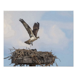 Osprey in een nest foto afdruk