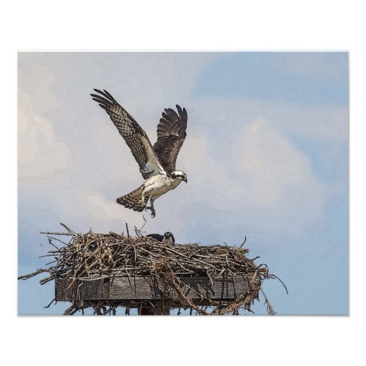 Osprey in een nest foto afdruk (Voorkant)
