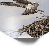 Osprey in een nest foto afdruk (Hoek)