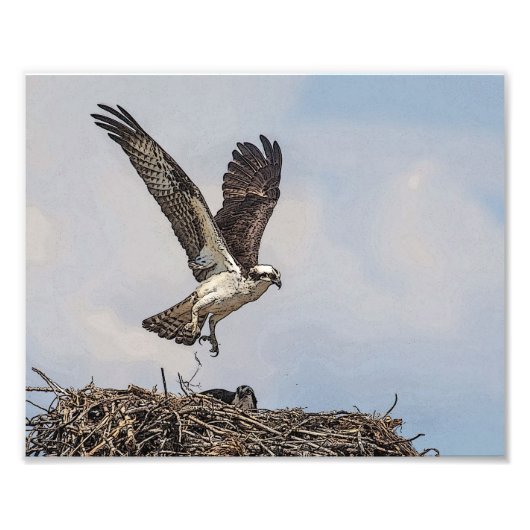 Osprey in een nest foto afdruk (Voorkant)