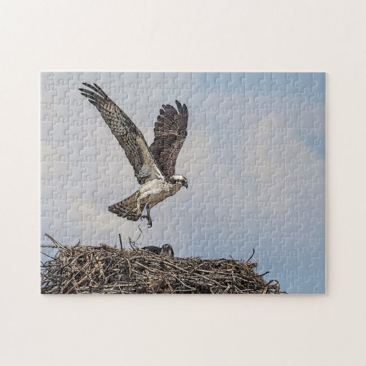 Osprey in een nest legpuzzel (Horizontaal)