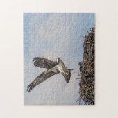 Osprey in een nest legpuzzel (Verticaal)