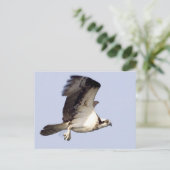 Osprey in Flight Briefkaart (Staand voorkant)
