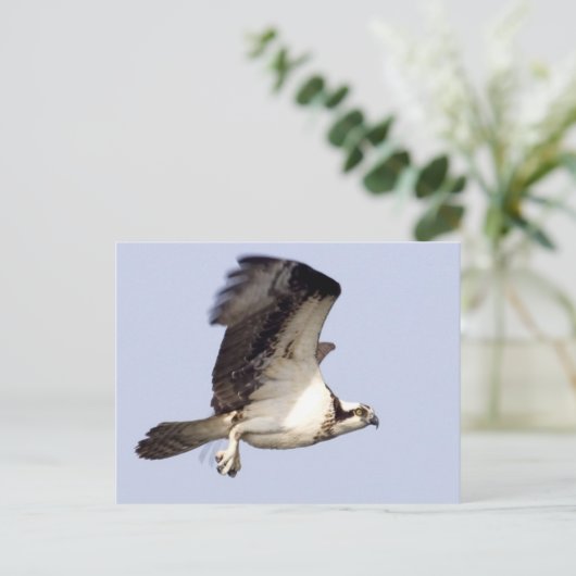 Osprey in Flight Briefkaart (Staand voorkant)