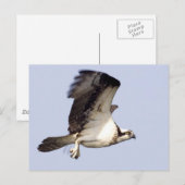 Osprey in Flight Briefkaart (Voorkant / Achterkant)