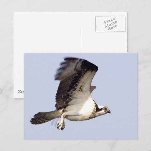Osprey in Flight Briefkaart (Voorkant / Achterkant)