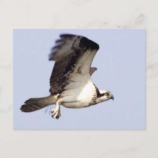 Osprey in Flight Briefkaart (Voorkant)
