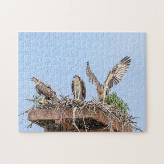 Osprey in het nest (drie amigos) legpuzzel (Horizontaal)
