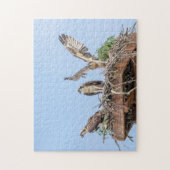 Osprey in het nest (drie amigos) legpuzzel (Verticaal)