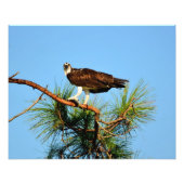 Osprey in het wild foto afdruk (Voorkant)
