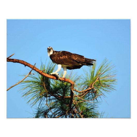 Osprey in het wild foto afdruk (Voorkant)