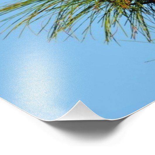 Osprey in het wild foto afdruk (Hoek)