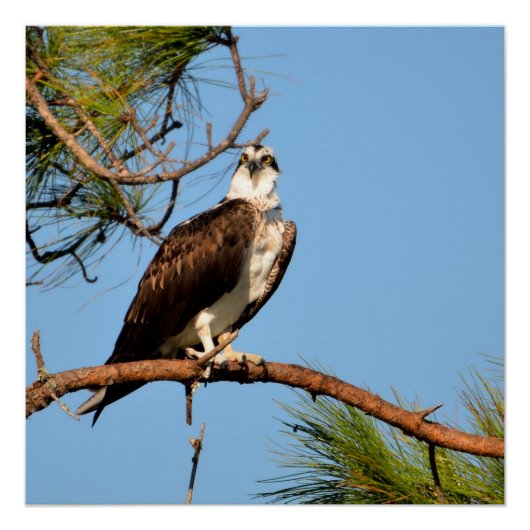 Osprey in het wild perfect poster (Voorkant)