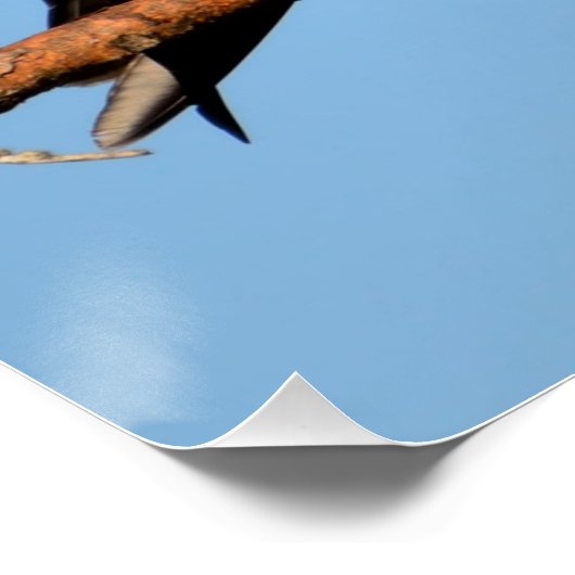 Osprey in het wild perfect poster (Hoek)