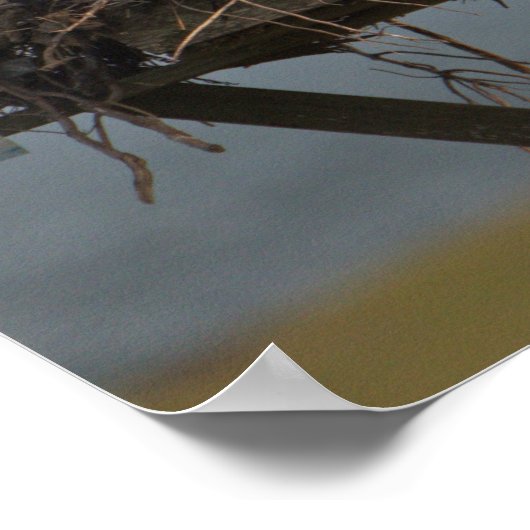 Osprey in Nest Photo Poster (Hoek)