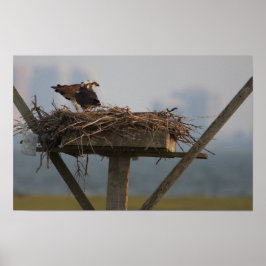 Osprey in Nest Photo Poster