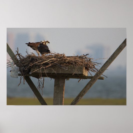 Osprey in Nest Photo Poster (Voorkant)