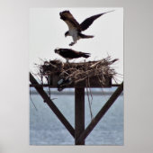 Osprey in Nest Poster (Voorkant)