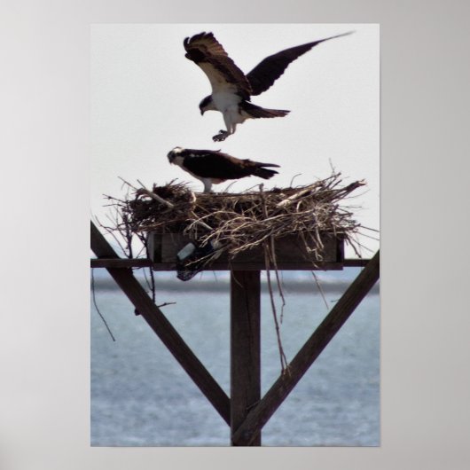 Osprey in Nest Poster (Voorkant)
