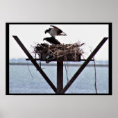 Osprey in Nest Poster (Voorkant)