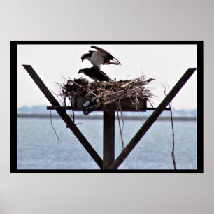 Osprey in Nest Poster