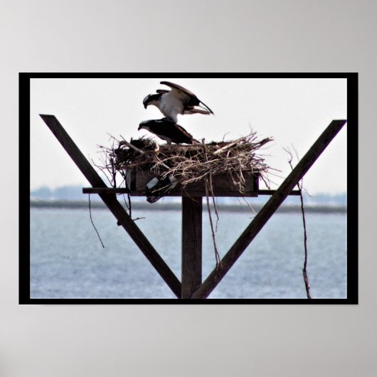 Osprey in Nest Poster (Voorkant)