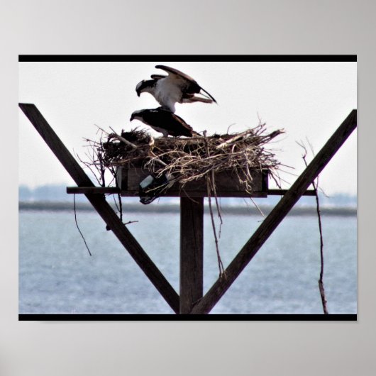 Osprey in Nest Poster (Voorkant)