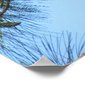 Osprey in pineboom poster (Hoek)