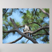 Osprey in pineboom poster (Voorkant)