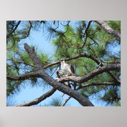 Osprey in pineboom poster (Voorkant)