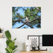 Osprey in pineboom poster (Thuiskantoor)