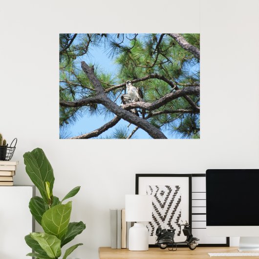 Osprey in pineboom poster (Thuiskantoor)