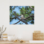 Osprey in pineboom poster (Keuken)