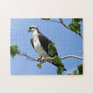 Osprey in Tree - Raptor - Vogel Legpuzzel