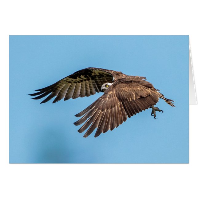 Osprey in vlucht in het State Park van Honeymoon I (Voorkant Horizontaal)