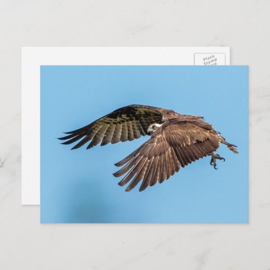 Osprey in vlucht in het State Park van Honeymoon I Briefkaart (Voorkant / Achterkant)