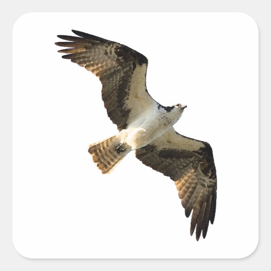 Osprey in vlucht Logo Vierkante Sticker (Voorkant)