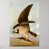 Osprey - John James Audubon Fine Art Poster (Voorkant)