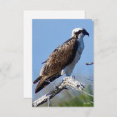 Osprey-kaart voor Natuur Bedankkaart (Voorkant / Achterkant)