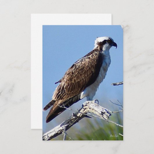 Osprey-kaart voor Natuur Bedankkaart (Voorkant / Achterkant)