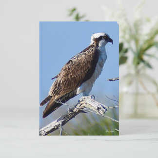 Osprey-kaart voor Natuur Bedankkaart