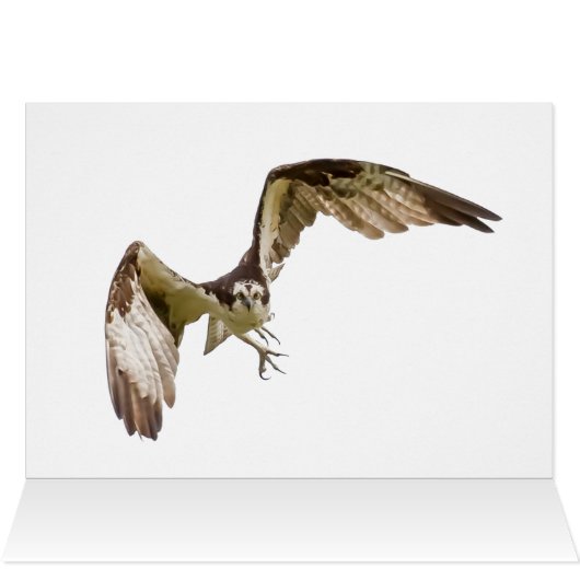 Osprey komt u aan (Binnen Horizontaal (Boven))