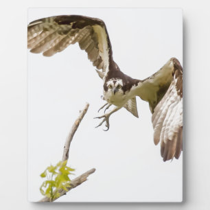 Osprey komt u aan fotoplaat