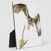 Osprey komt u aan fotoplaat (Zijkant)