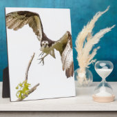 Osprey komt u aan fotoplaat (Zijkant)